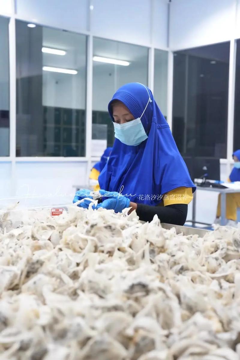 燕窝加工第一步 毛燕分类与初步处理